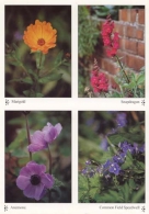 Flowers postcards